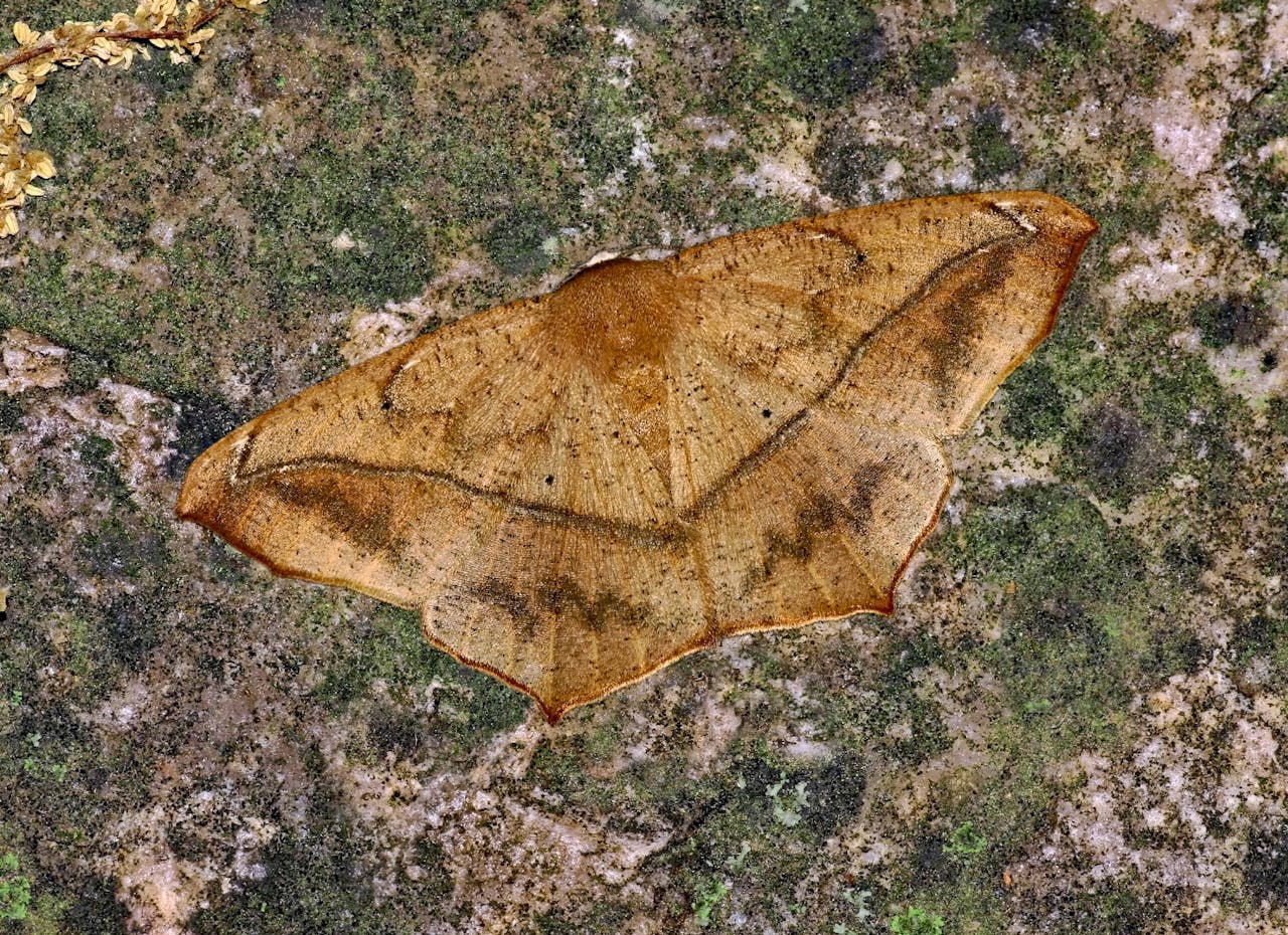 Free stock photo of entomology, extinction, geo engineering aerosols